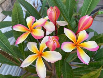 Saturday Plant Sale- plumeria