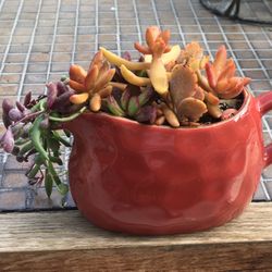$7 Mix Orange Hues Mix succulent