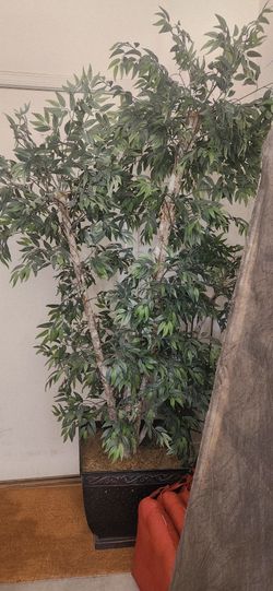 Plants