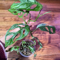 Monstera Adansonii Mint Plant