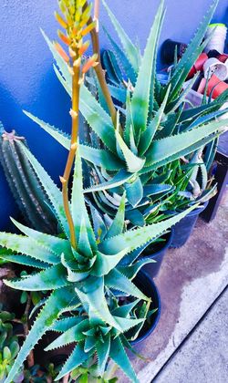 aloe soft cream Aloe Hydrating Cream