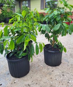 Soursap plant