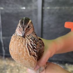 Hatching Quail Eggs Jumbo Coturnix 