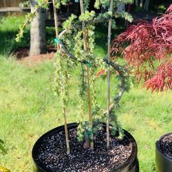 Live outdoor Blue Atlas Cedar tree plant in a cool ceramic planter pot—firm price