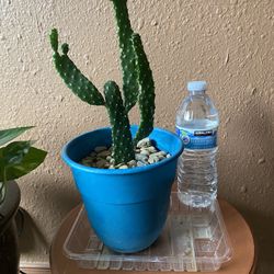 Nopal Opuntia Consolea Rubescens En Maceta De Plástico 
