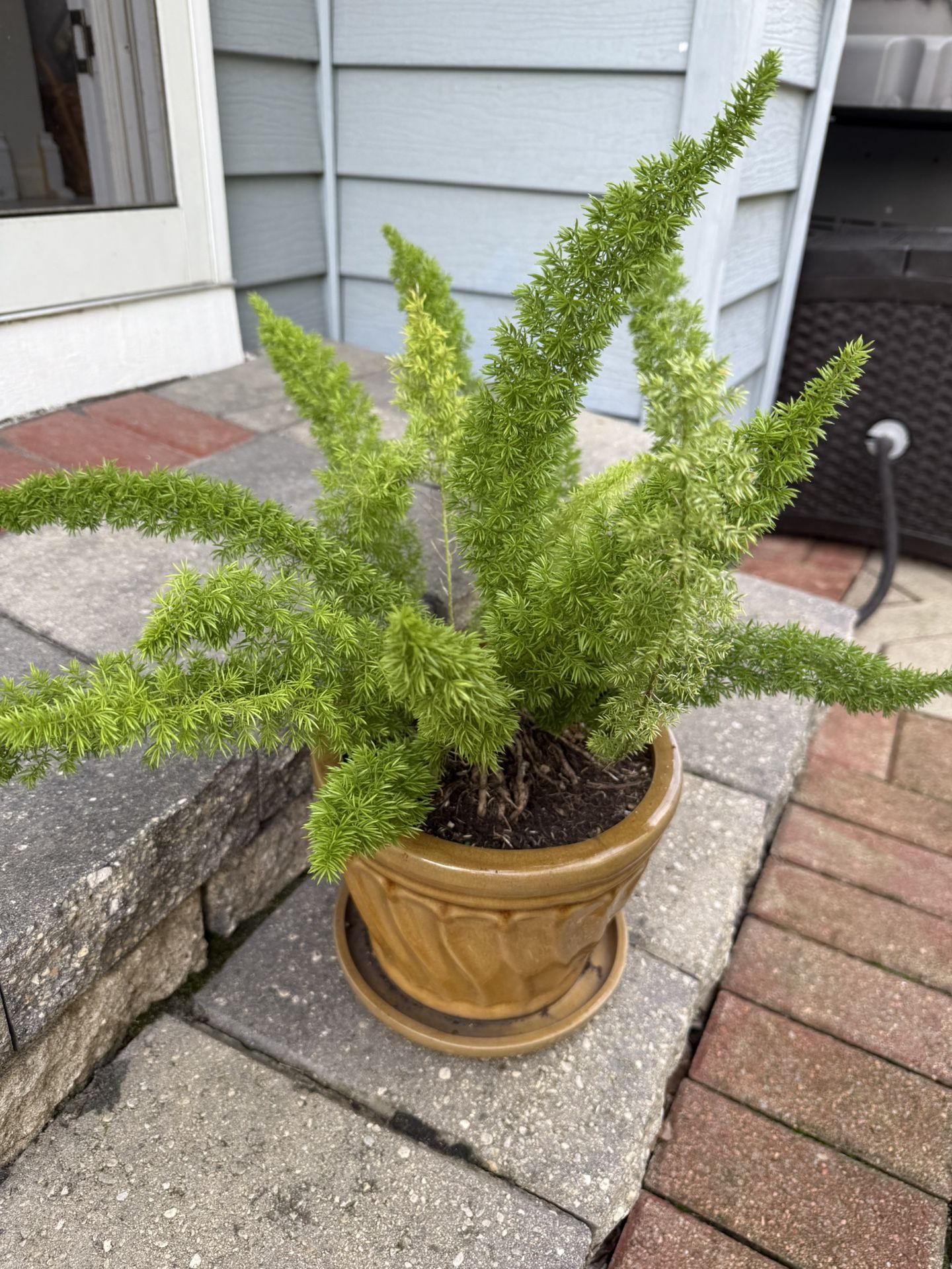 Fox Tail Fern Plant