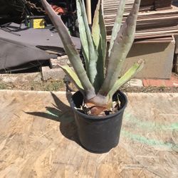 Agave
