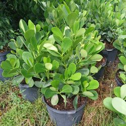 Clusia Hedges 2.5-3'ft💚