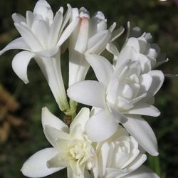 Mexican TUBEROSE ( POLIANTHES  THE PEARLS  SWEET  FRAGRANCE DOUBLE FLOWERS PLANT, In 2 Gallons Pot Pick Up Only