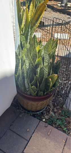 Large Snake Plant in Decorative Ceramic Pot