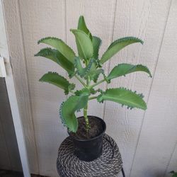 Mother of thousands Chalan hoy plants. 6" Pot.