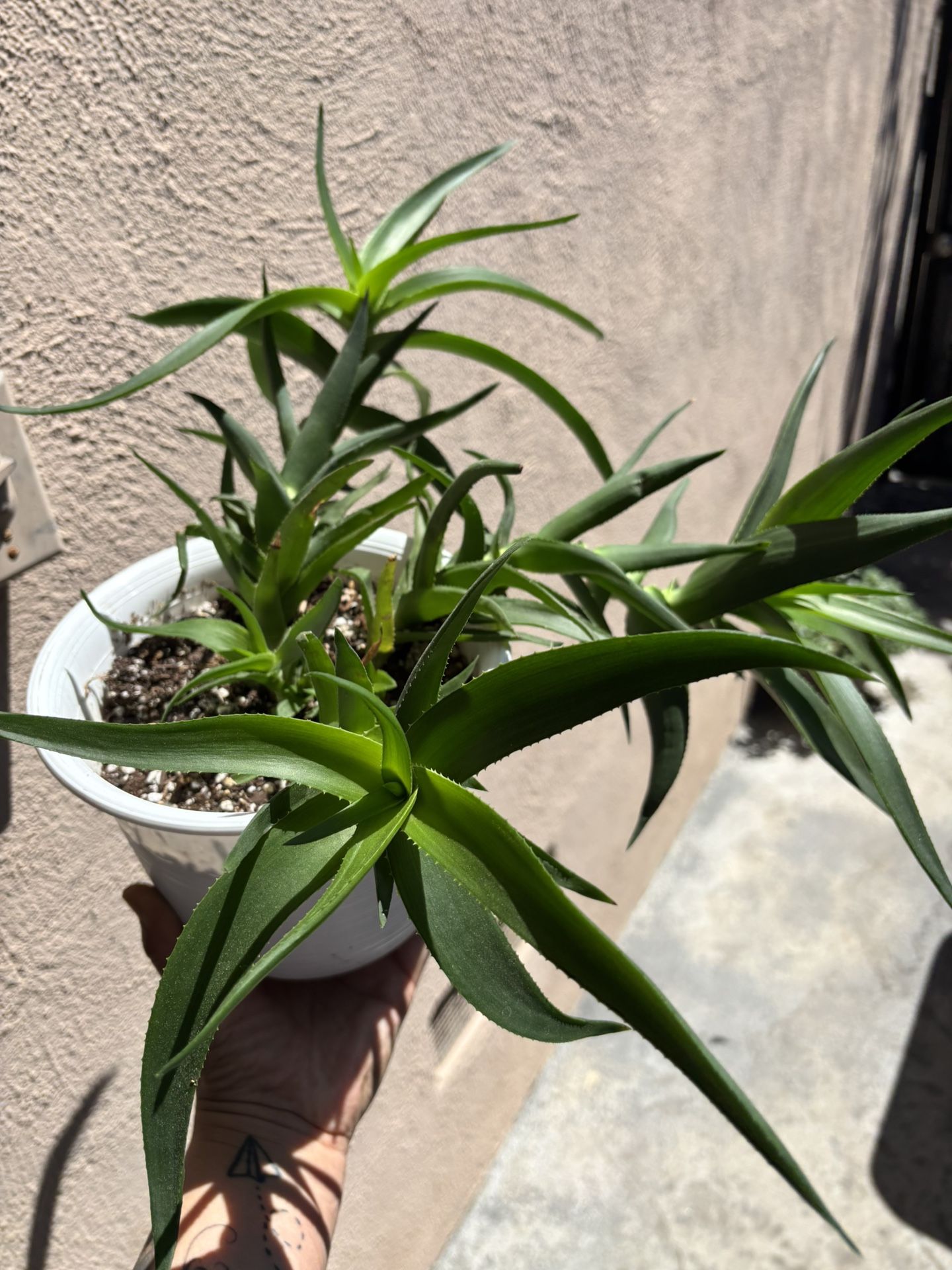 Plant