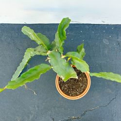 Dragonfruit Plant; NIGHT BLOOMING CEREUS - VERY Robust!!