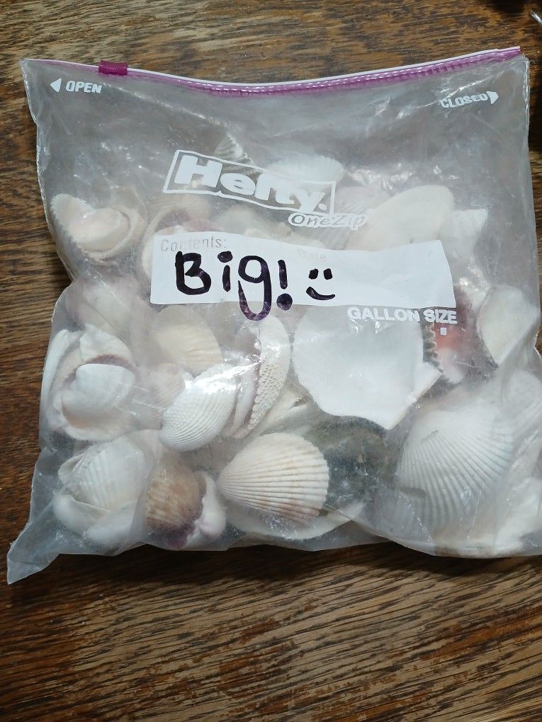Assorted Sea Shells Big