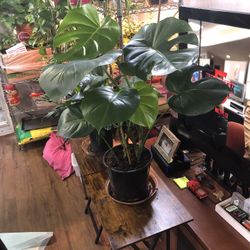 Monstera Plant 🪴 33” Tall