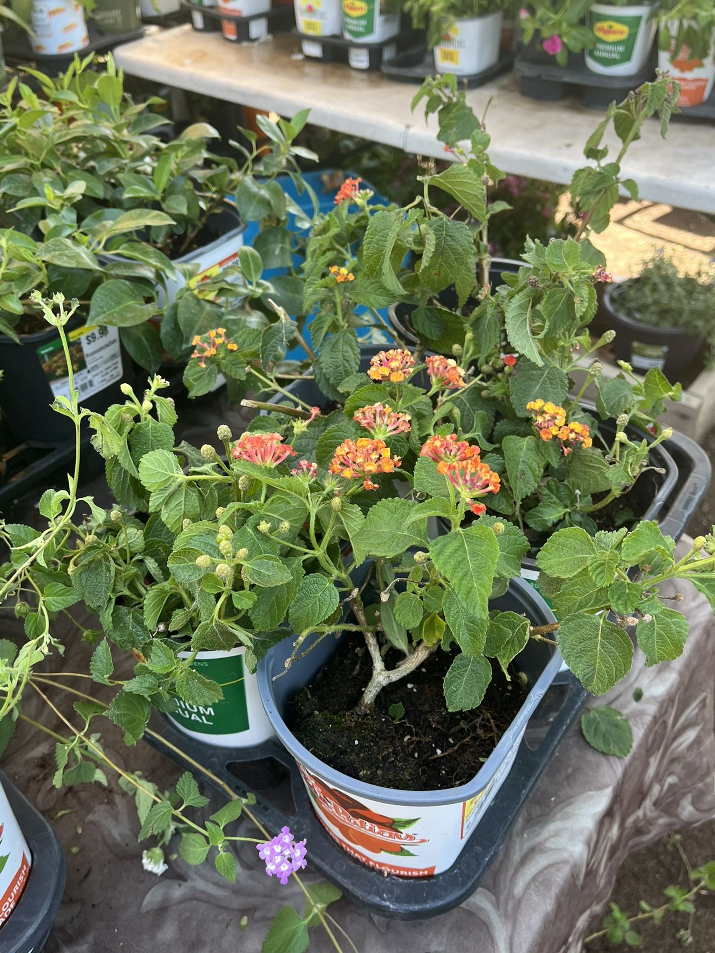 Lantana Landscaping Plants