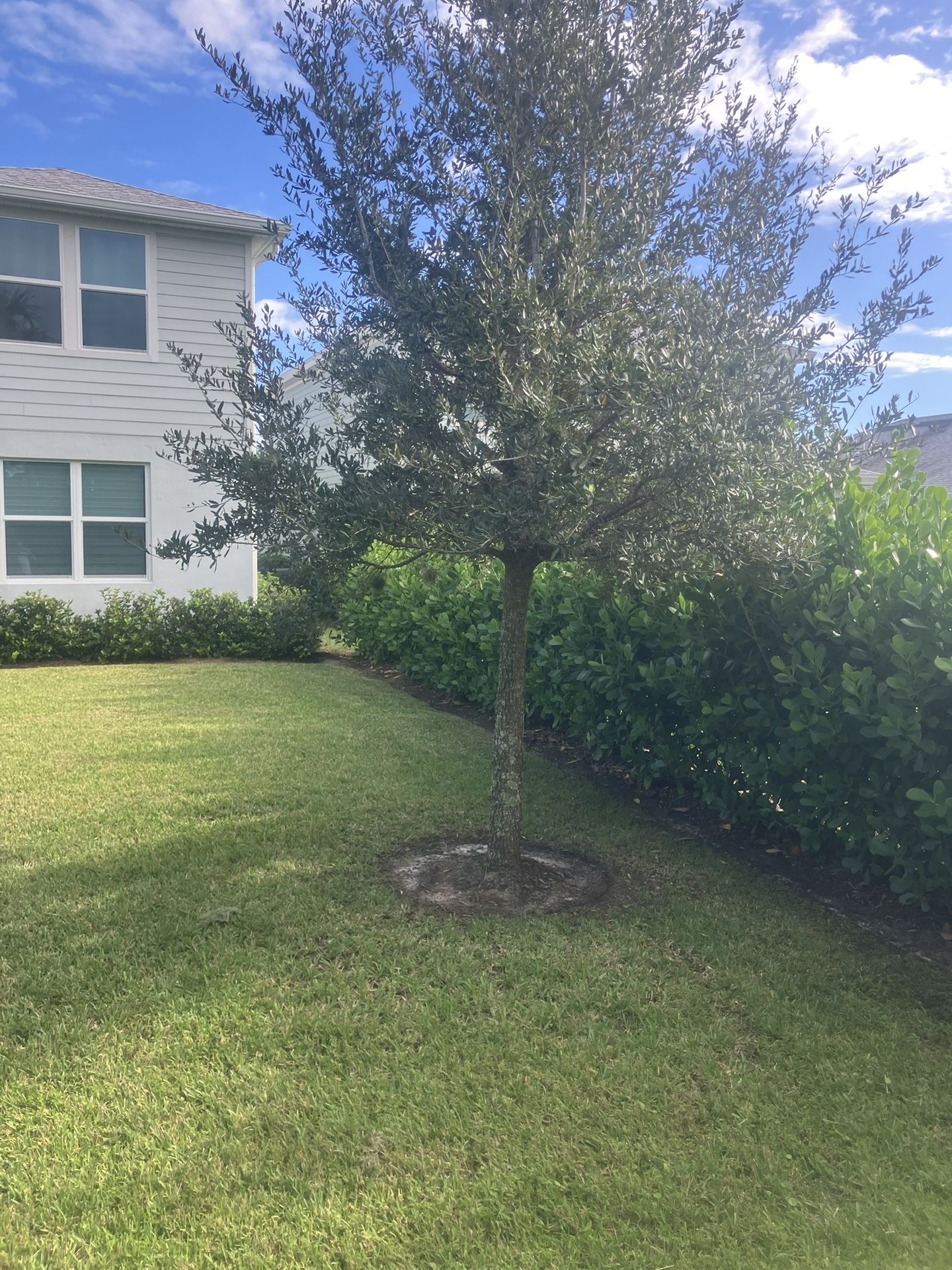 Clusia perfect for privacy all sizes available starting at five dollars