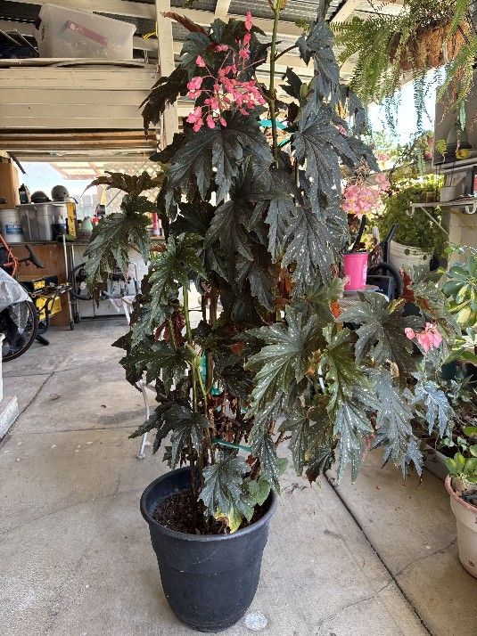Begonias Angel Wing Plant
