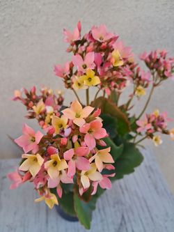 Calanchoe