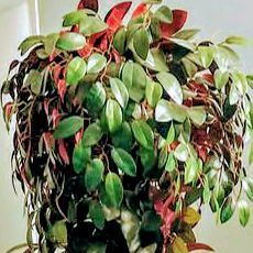6 Ft Tall Nearly New Artificial Tree With Decorative Pot 