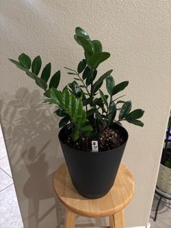 ZZ Plant in Black Pot
