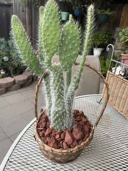 Nopal,el Viejito