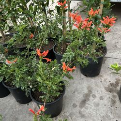 Orange Honey Suckle15$ Each