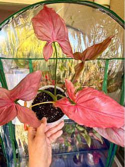Syngonium Pink Perfection Plant - 4inch #1