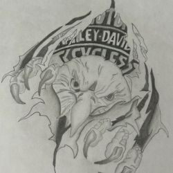 Eagle Drawing 