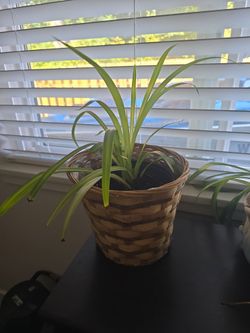 Indoor plant 🪴