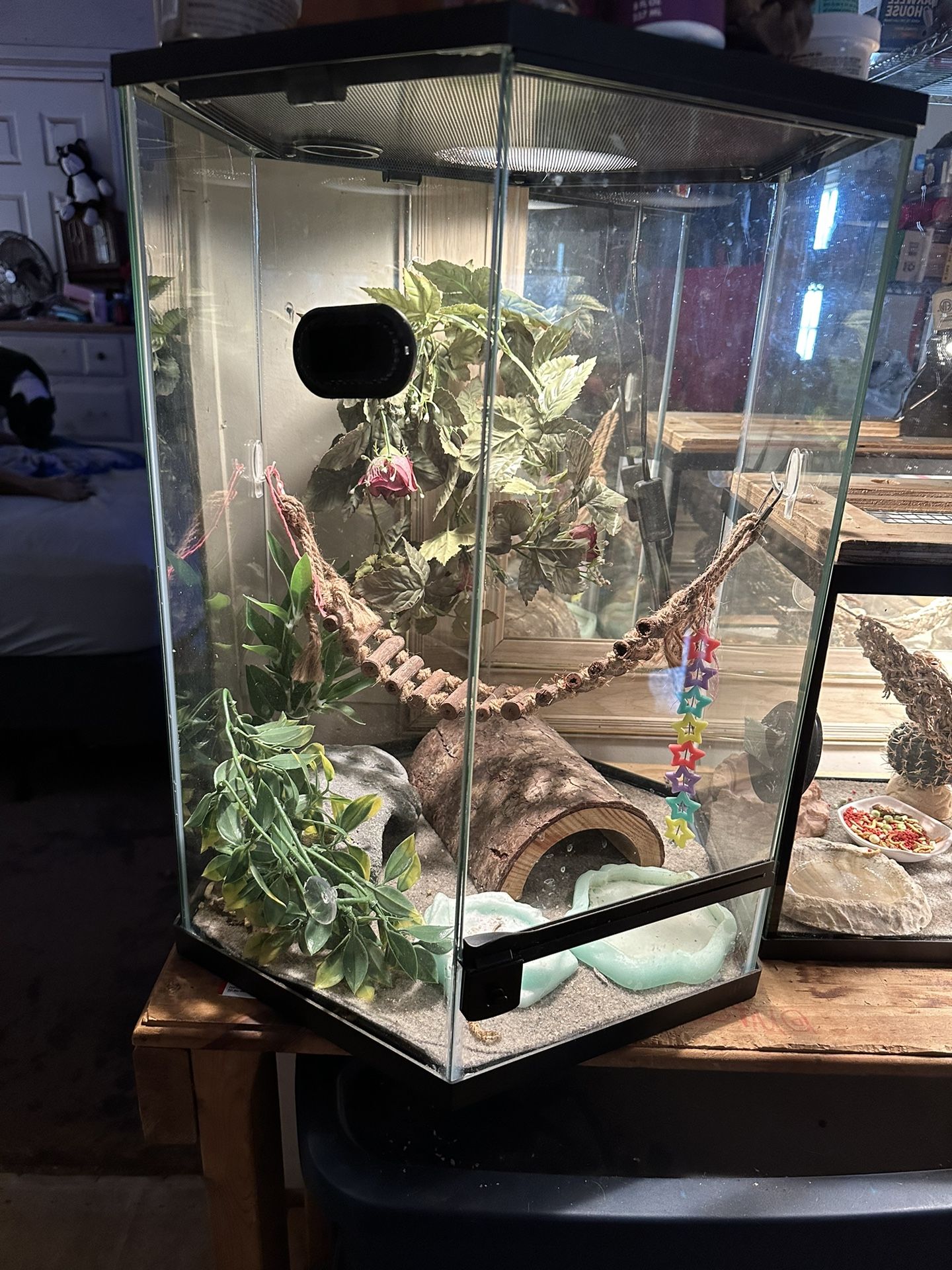 Reptile Habitat