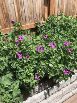 Perennial geranium Patricia Magenta - plants
