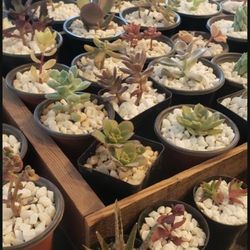 Succulent SALE this Sunday 04/24/22