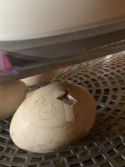 Peacock Eggs Picture