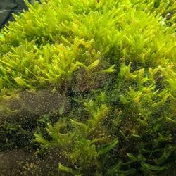 Aquarium Moss And Subwussertang