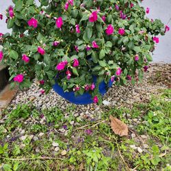 Impatiens walleriana Plant In Big Blue Ceramic Urn.