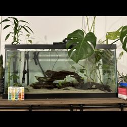 Axolotl