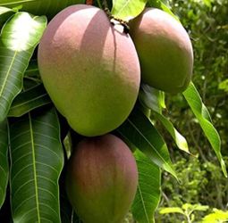 Grafted   Mango   Tree