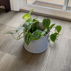 Silver Pothos, Cebu Blue, And Pothos Three Plants In Some Pot Pick Up Only
