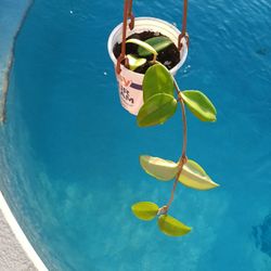 Green Leaf Hoya Carnosa Rooted Plant $12 -Ship Bareroot $4- Fragrant Pink Blooms 