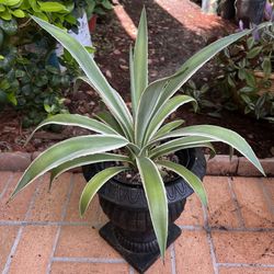 Caribbean Agave Cactus In Ceramic Pedestal Planter. 