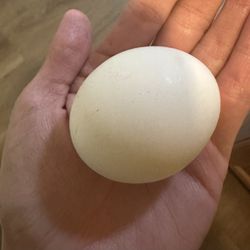 Egg Layers Price Varies 