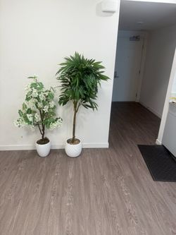Two Beautiful Artificial Indoor Trees with White Planters