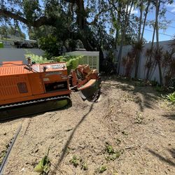 Stump grinder moledora troncos raíces árboles palmas trees palms stumps.