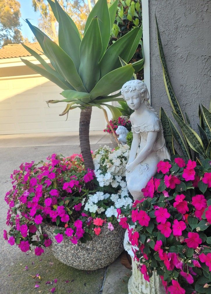 Impatient flower seedling plant in 1-Gal black nursery pot @$5 each (1st pic shows matured plant)