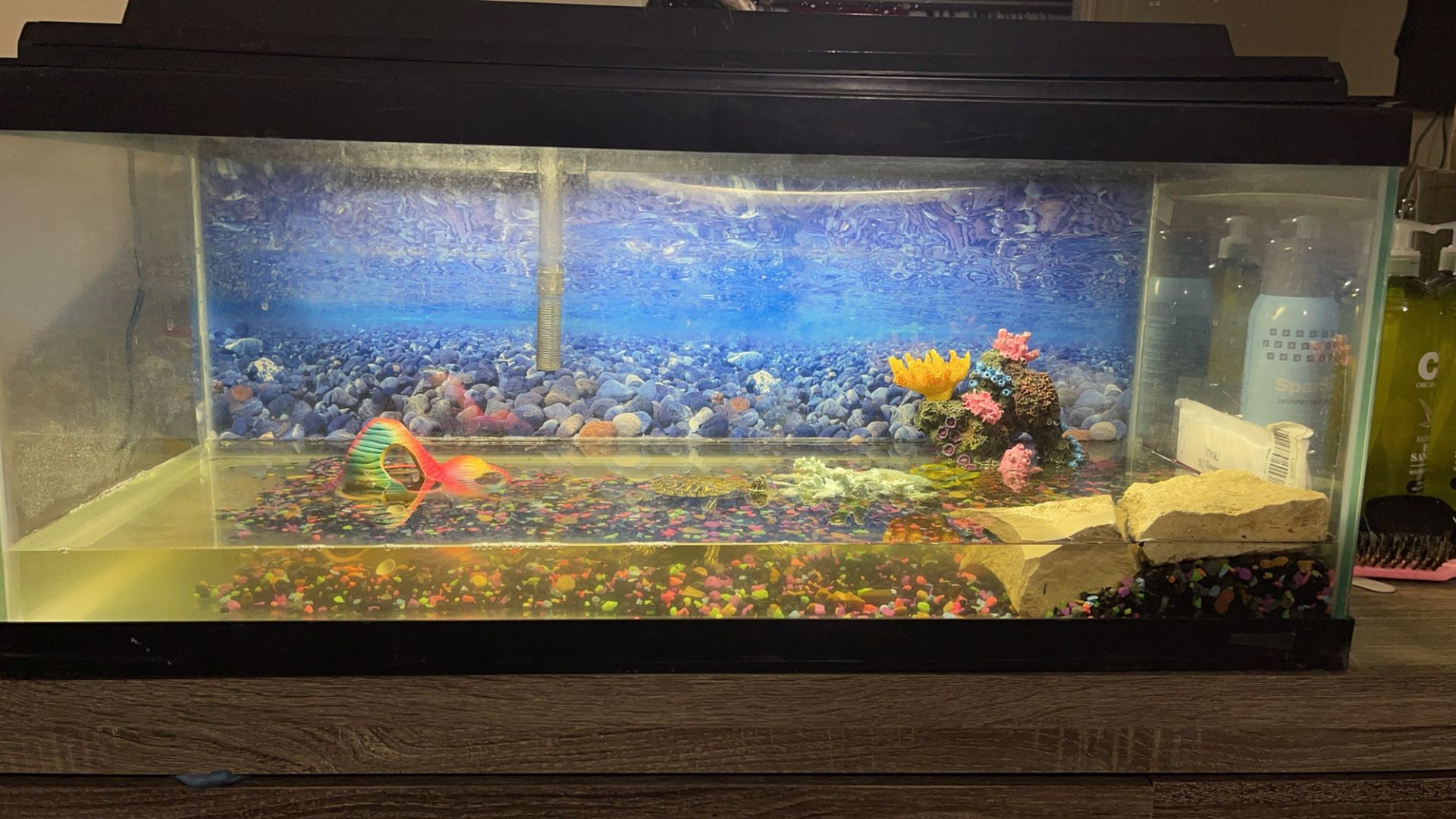 FISH TANK WITH TURTLE