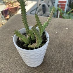 Una Succulents 