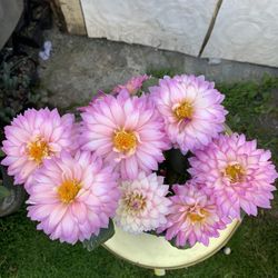 Outdoor Plant