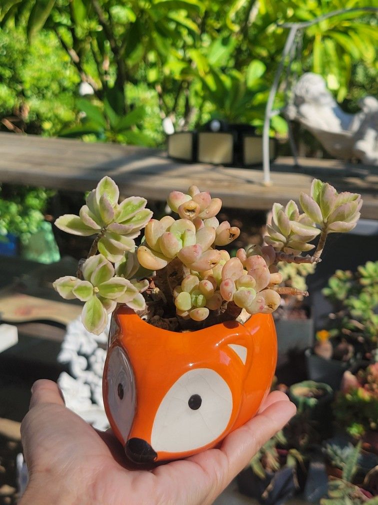 Lovely Succulents In A Cute Pot