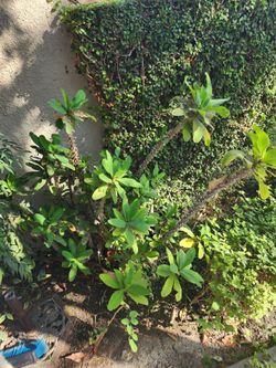 Potted Crown of thorns plant (Free)
